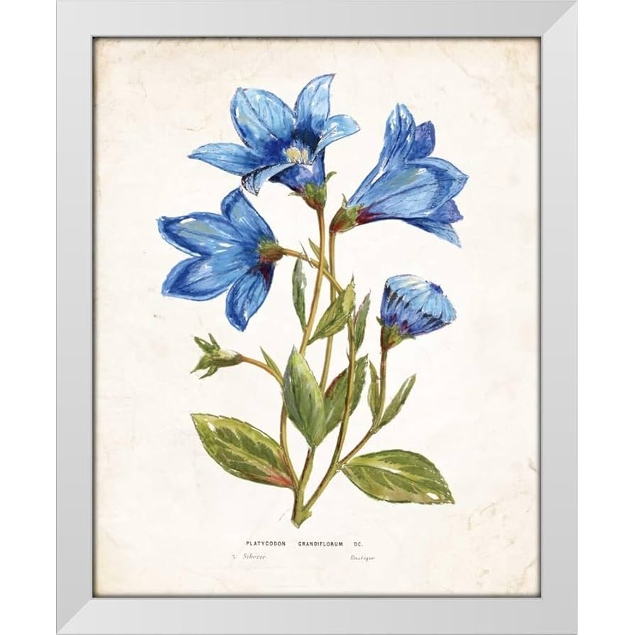 Johann × BOTANIZE Canvas on giclee Amazon.com: ArtDirect Botanical II 36x45 Huge White Modern